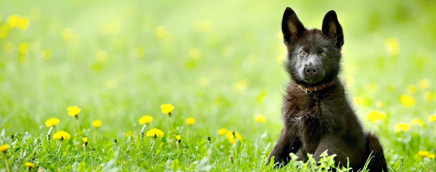 Nigeria Dog Names Popular Male and Female Names Wag!